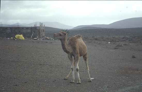 Ein junges Kamel verfolgte uns auf einem Spaziergang