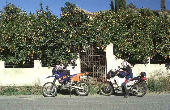 Orangenbäume, passend zur KTM ...
