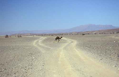 Das Kamel läuft so langsam, das sich die Ausweichspuren schon eingefahren haben ;-)