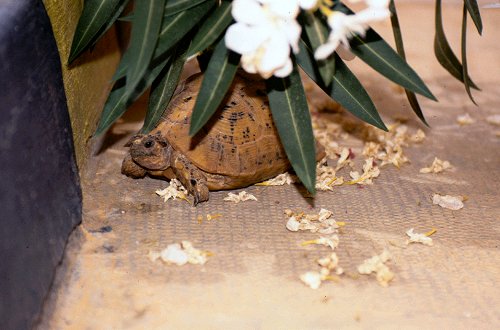 Eine Schildkröte hat sich verlaufen