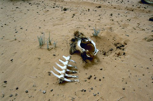 ... dem armen Kamel ging wohl das Wasser aus