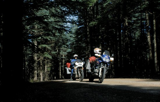 Auch solche dichte Wälder habe ich bisher in Marokko nicht gekannt