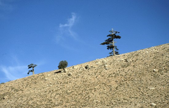 Mit zunehmender Höhe nimmt auch der Baumbestand drastisch ab