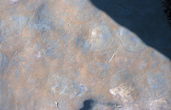 Wir laufen auf unzähligen fossilen Muscheln und Schnecken herum