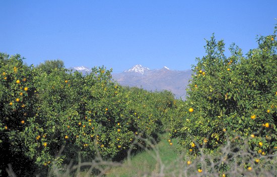 Orangenbäume und Schneegipfel