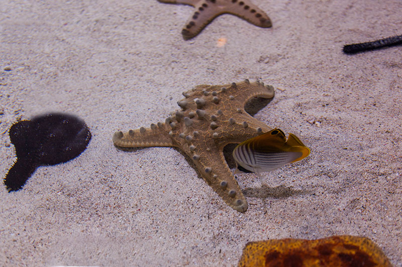 Ich werde jetzt aber nicht jedes Tier nachschlagen ...