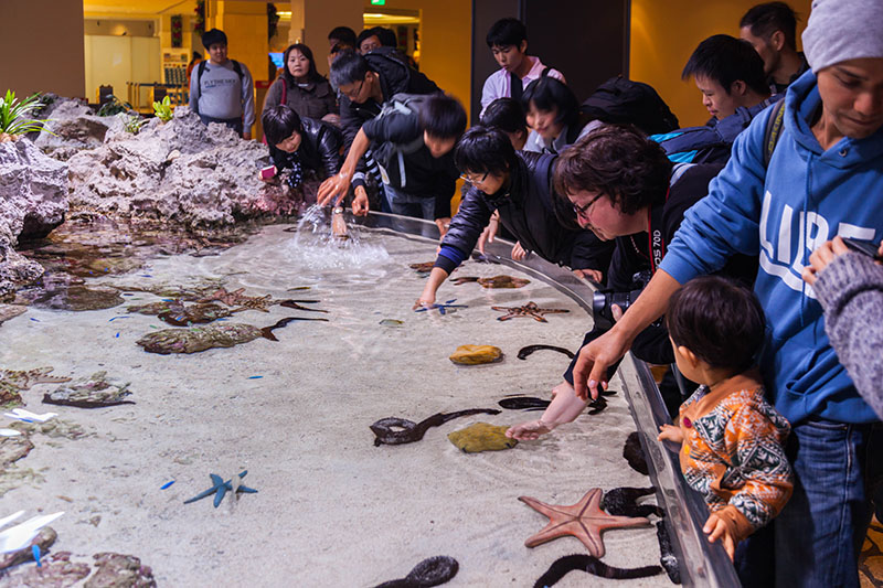 ... in dem man Seesterne und Seegurken anfassen kann