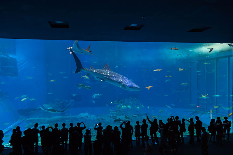 Das große Becken mit den Walhaien ...