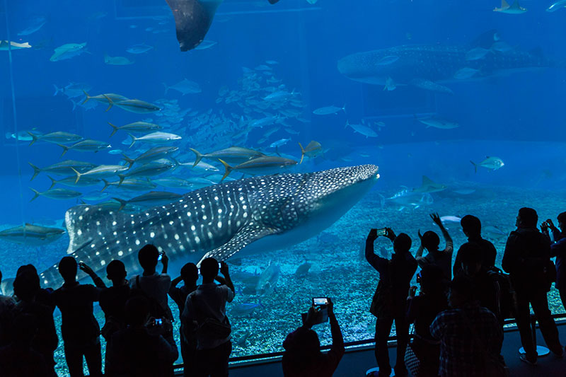 ... ist die Attraktion des Aquariums