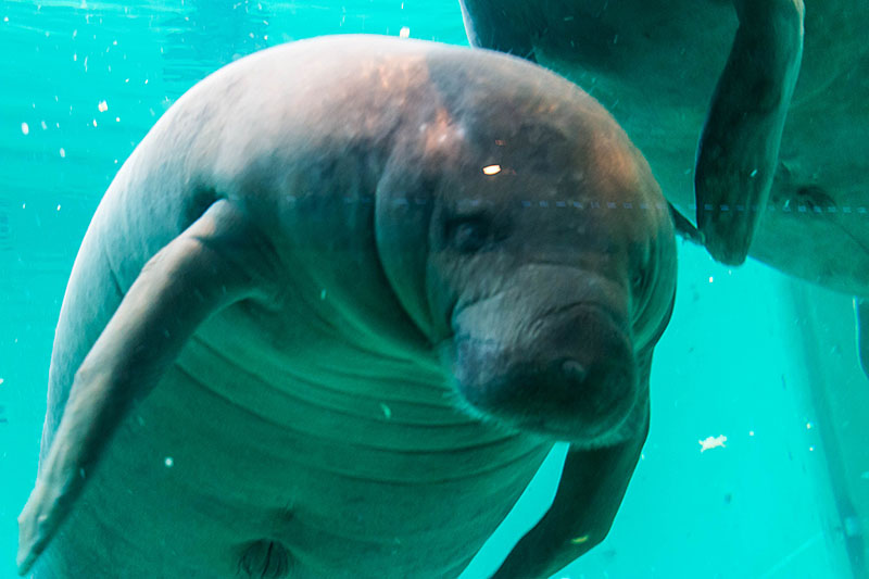 Manatee