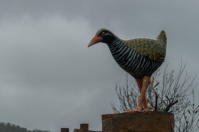 Das ist jedoch die einzige Ralle, die wir zu sehen bekommen :-(