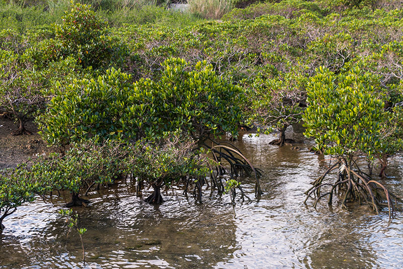 Die Ebbe legt die Mangrovenwurzeln frei