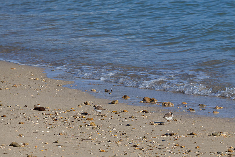Scheue Strandläufer