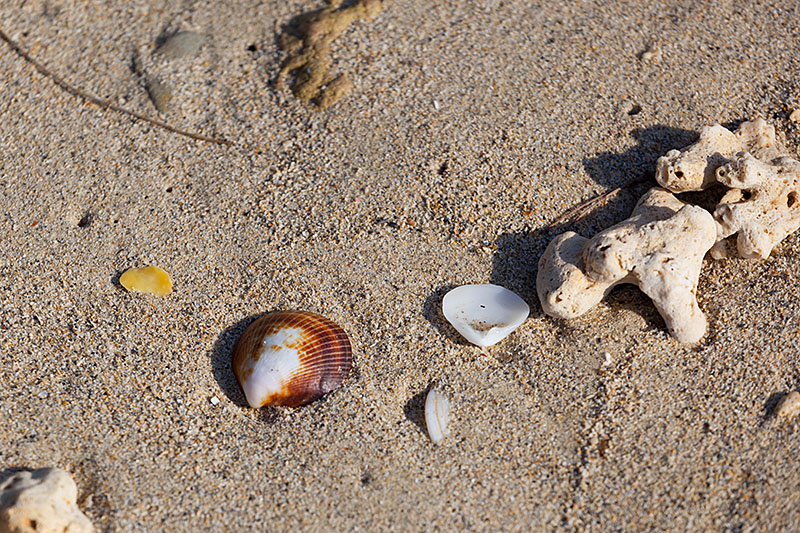 Muscheln und alte Korallen