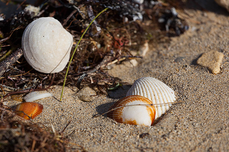 Muscheln am Strand