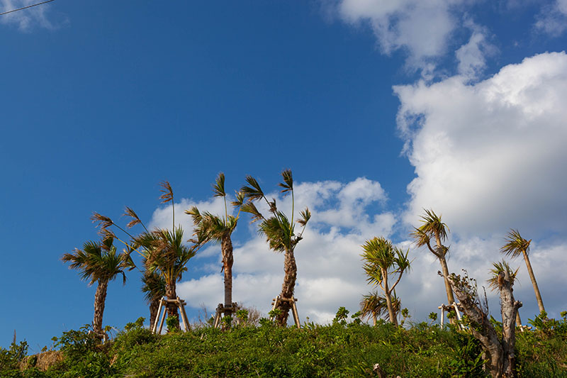 Palmen auf Yagaji Island