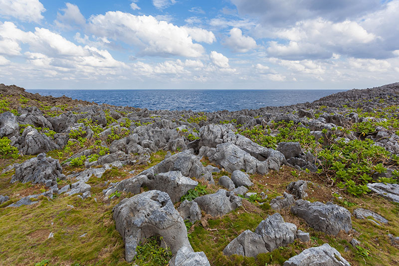 Vom Wind zerzaustes Grün an der Küste