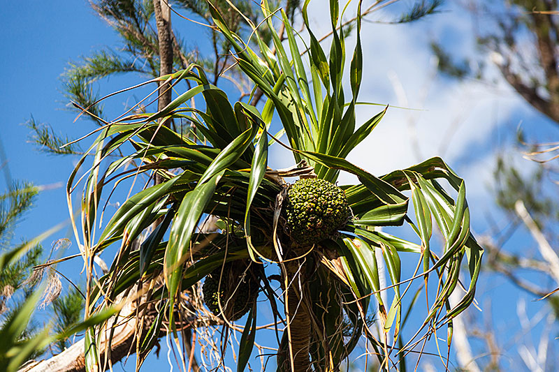 Merkwürdige Früchte hängen an den Palmen ...