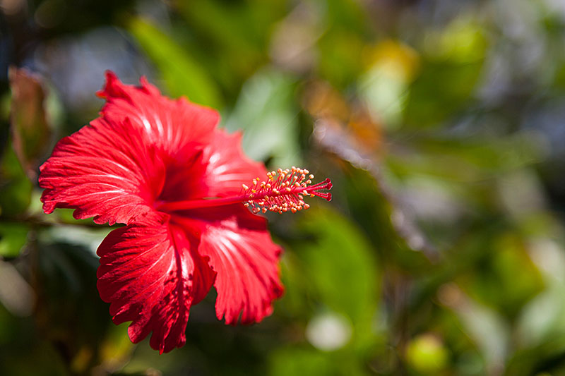 Doch auch der rote Hibiskus weiß sich zu behaupten