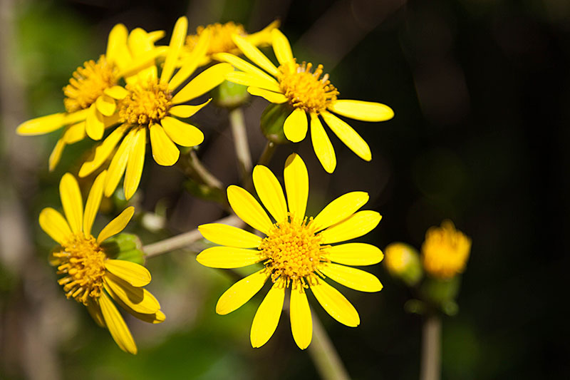 ... blühen schöne gelbe Blumen