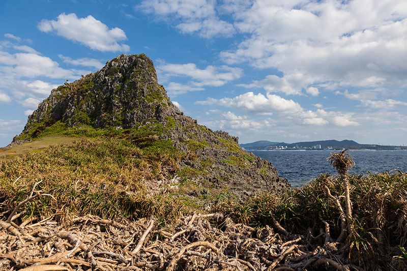 Yucca-Palmen wachsen hier wie Gestrüpp