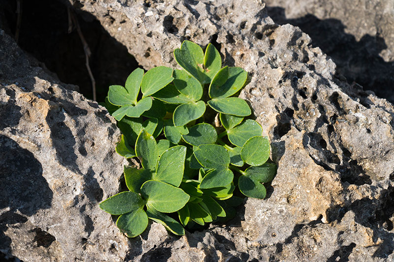 ... verstecken sich zarte Pflänzchen