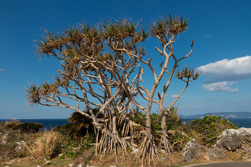 Yucca-ähnliche Pflanze