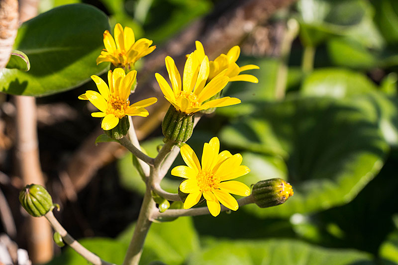 ... und leuchten um die Wette