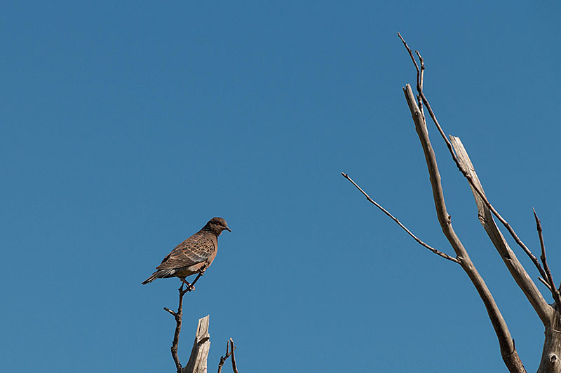 Leider sind die Vögel sehr scheu ...
