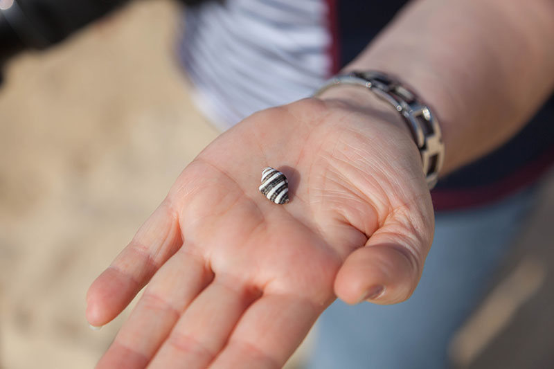 Kleines Schneckenhaus