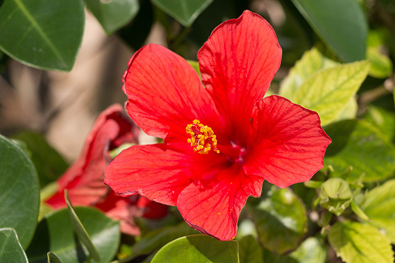 Hibiskusblüte