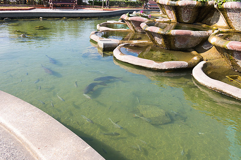 ... sind jedoch nur kleine Fische ...