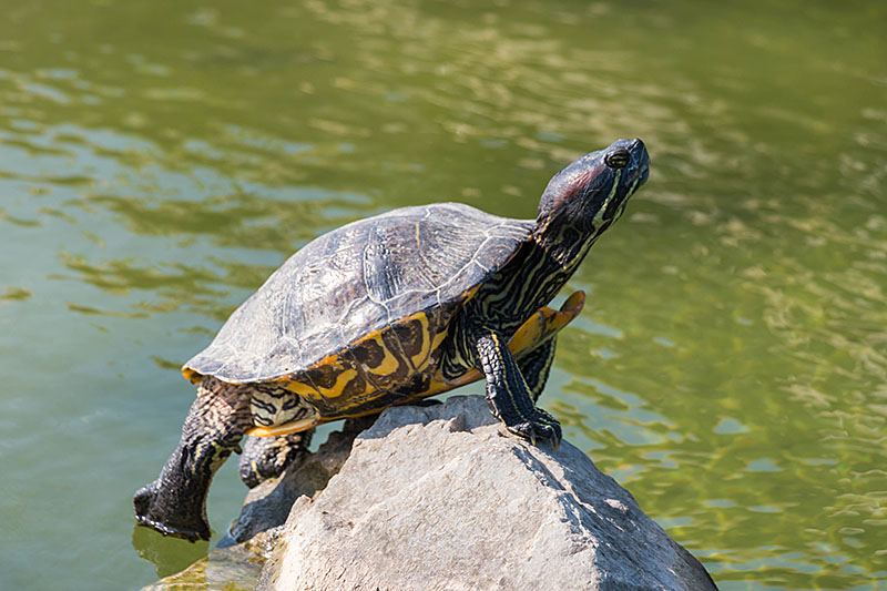 ... und Schildkröten