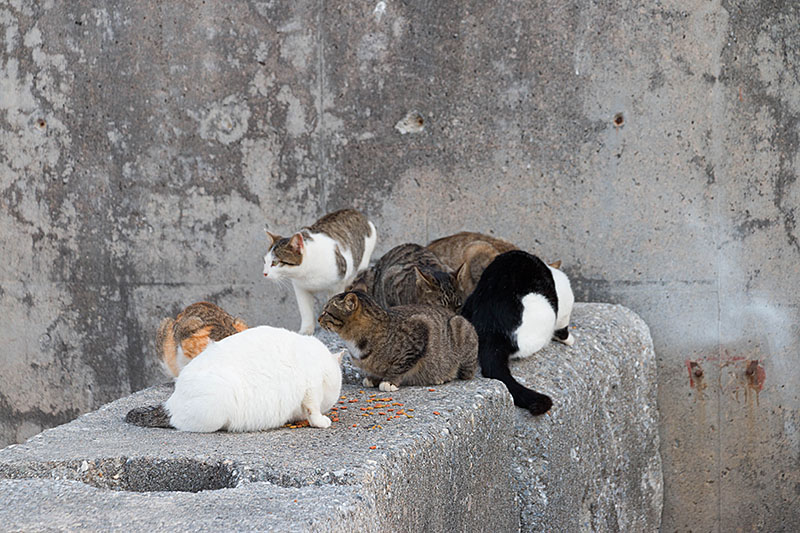 Überall sieht man Katzen, die von den Parkbesuchern gefüttert werden