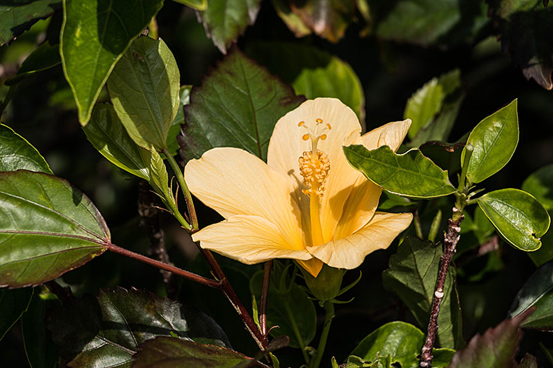 In den Gebüschen verstecken sich schöne Blüten ...