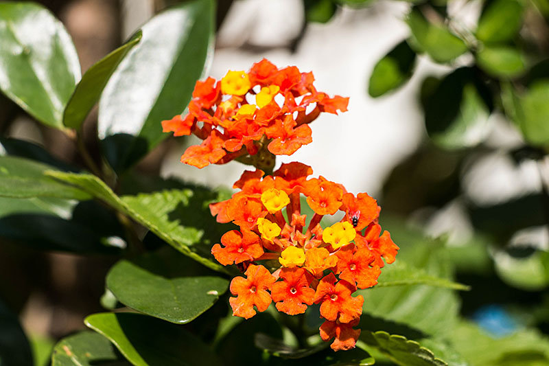 ... mit interessanten Farben