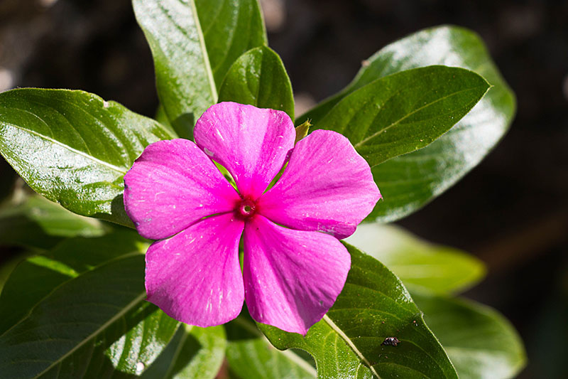 ... farbenfrohe Blüten ...