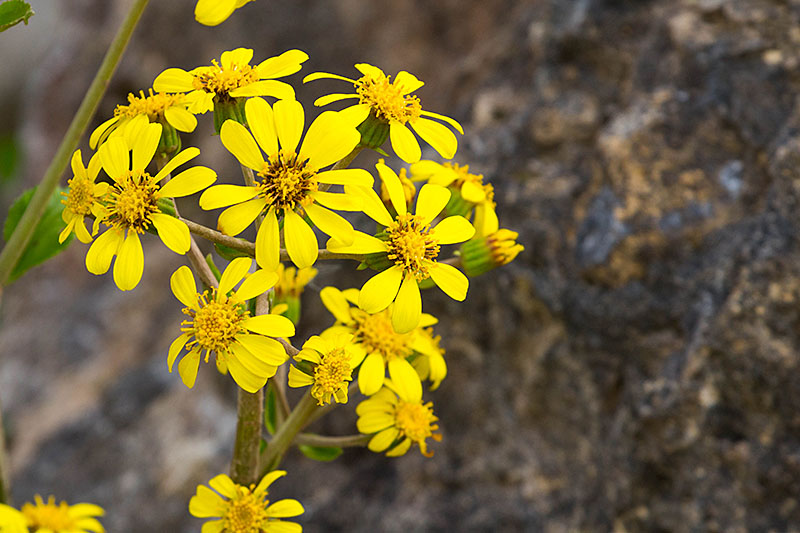 Noch ein Abschieds-Pflänzchen