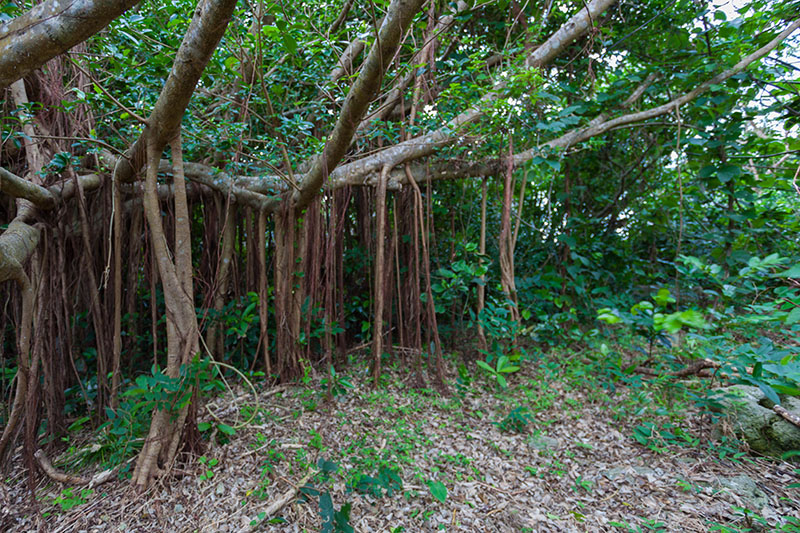 ... durch das schlangenverseuchte Gebüsch etwa?