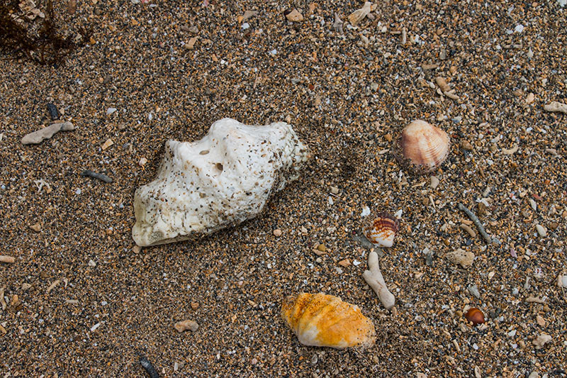 Abertausende Muscheln liegen am Strand