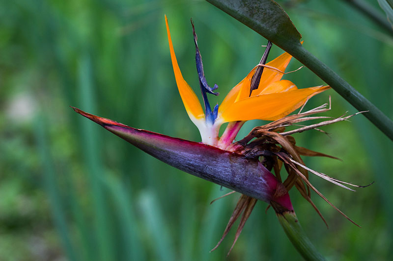 ... mit schönen Paradiesvogelblumen (Strelitzia reginae)