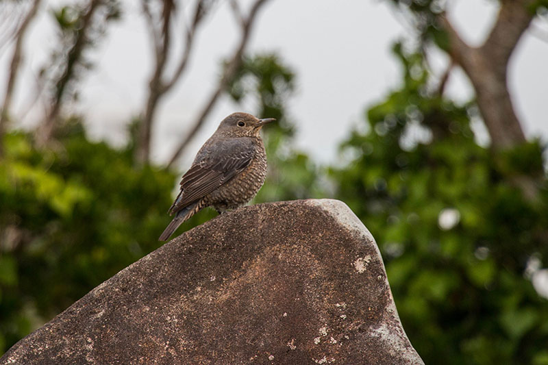 Die echten Vögel sind da eher schlicht gekleidet