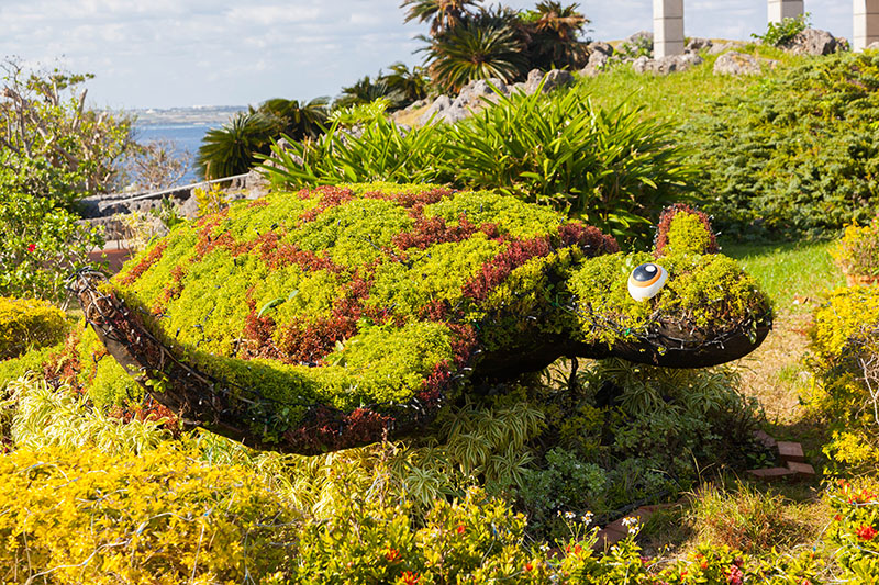 Eine Wasserschildkröte