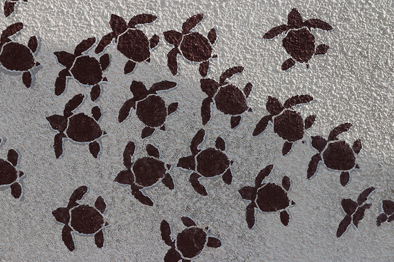 Wegweiser zu den Wasserschildkröten