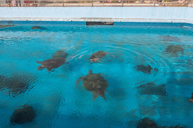 Nicht alle dunklen Flecken sind Schildkröten ...