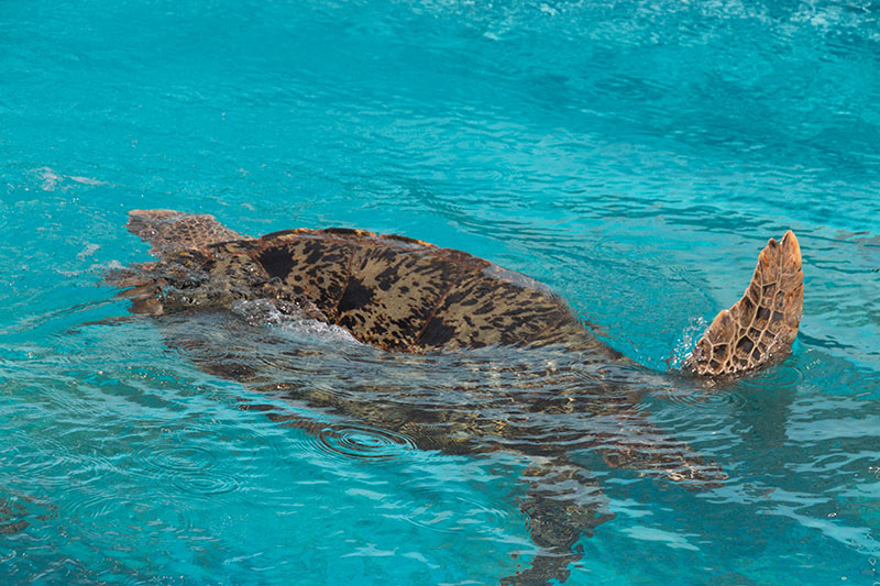 Geplansche über Wasser ...