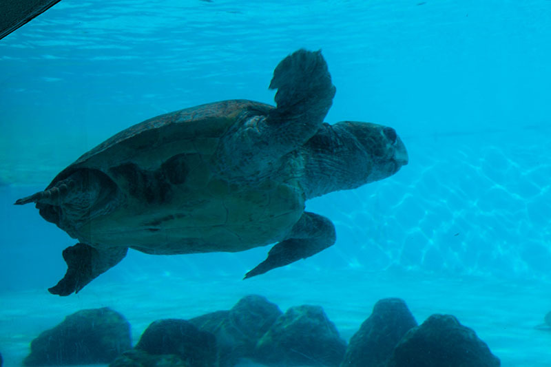 ... es sind auch Felsen im Wasser ;-)