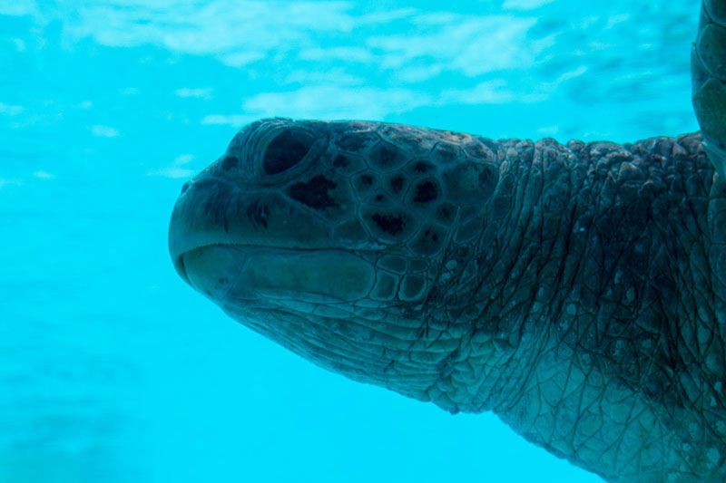 ... und dahingleiten unter Wasser