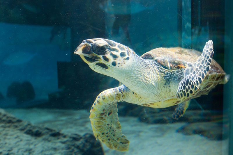 Hier ein kleineres Modell