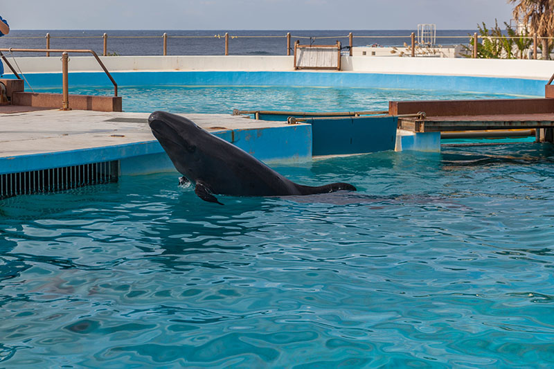 Ein kleiner Schwertwal [pseudorca crassidens]